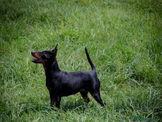 Pinscher Miniatura perros Pinscher miniatura disponibles - Anuncio 31