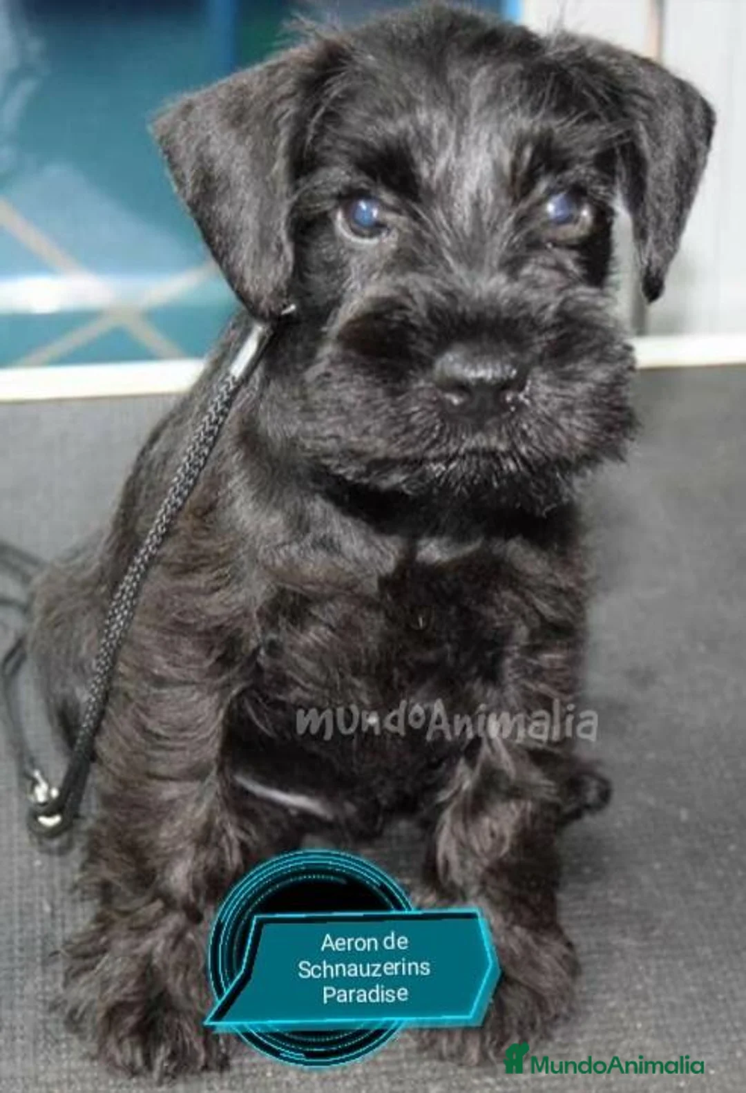 Imagen de galería {{count}}