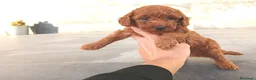 Caniche Toy perros en venta: Caniche toy  - Anuncio 5