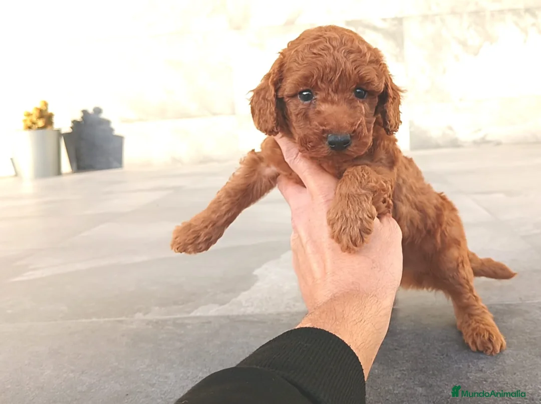Caniche Toy perros en venta: Caniche toy  - Anuncio 5