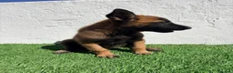 Pastor Belga Malinois perros en venta: Pastor Belga Malinois - Anuncio 10