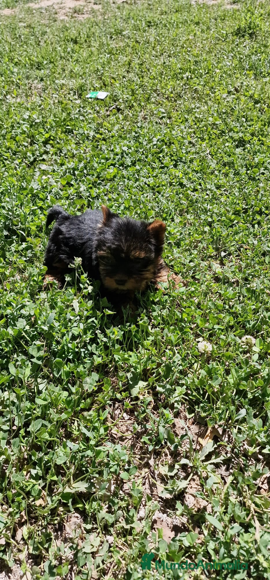 Yorkshire Terrier perros Yorkshire  en Barcelona - Anuncio 16