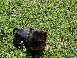 Yorkshire Terrier perros en Barcelona - Anuncio 24