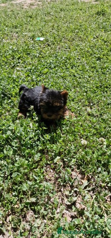 Yorkshire Terrier perros en Barcelona - Anuncio 14