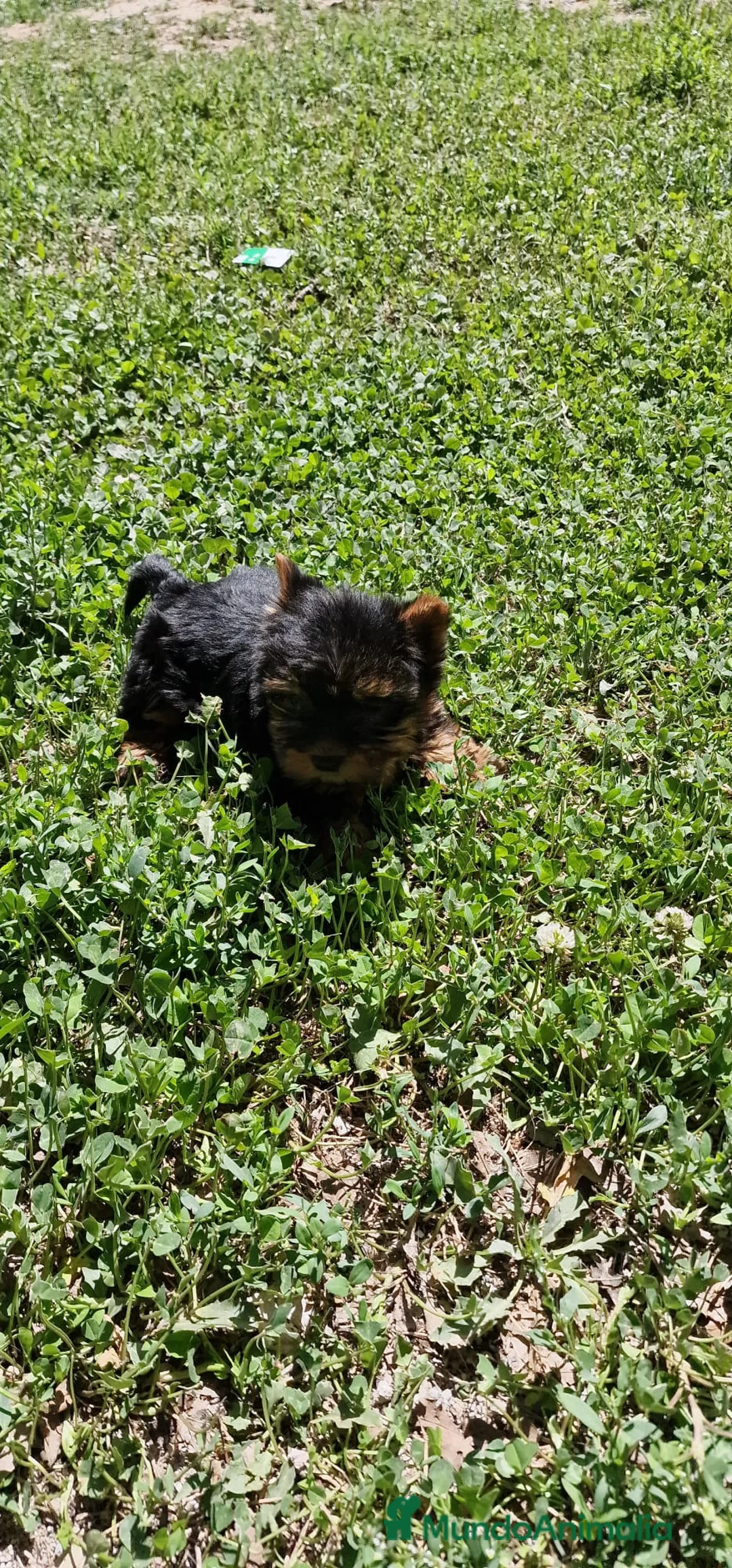 Yorkshire Terrier perros en venta: Yorkshire  en Barcelona - Anuncio 1