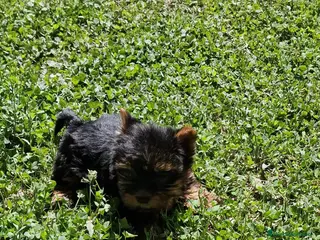 Yorkshire Terrier perros Yorkshire en Barcelona - Anuncio 1