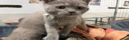 Británico de Pelo Corto gatos en venta: British Shorthair Azul y Lilac  - Anuncio 16