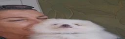 Pomerania perros en venta: Precioso Pomerania blanco parti merle fantasma  - Anuncio 5
