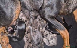 Pinscher Miniatura perros en venta: Pinscher miniatura merle - Imagen 7