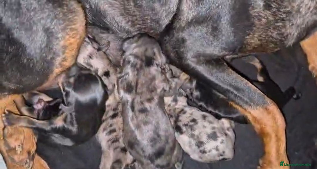 Pinscher Miniatura perros en venta: Pinscher miniatura merle - Imagen 7