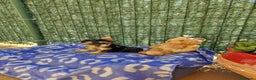 Yorkshire Terrier perros en venta: Yorkshire preciosos en Barcelona - Anuncio 4