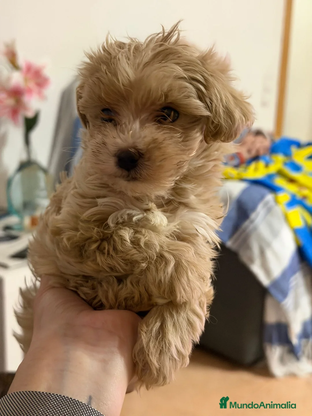 Maltipoo perros en venta: Maltipoo  - Anuncio 3