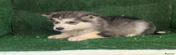 Alaskan Malamute perros en venta: Alaskan malamuten - Anuncio 11