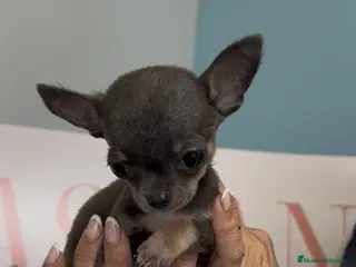 Chihuahua perros Precioso chihuahua súper pequeño - Anuncio 1