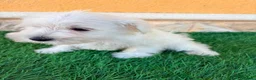 Schnauzer Miniatura perros en venta: Schnauzer miniatura blanco - Anuncio 4