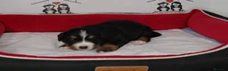 Boyero de Berna perros en venta: boyero de berna - Anuncio 3