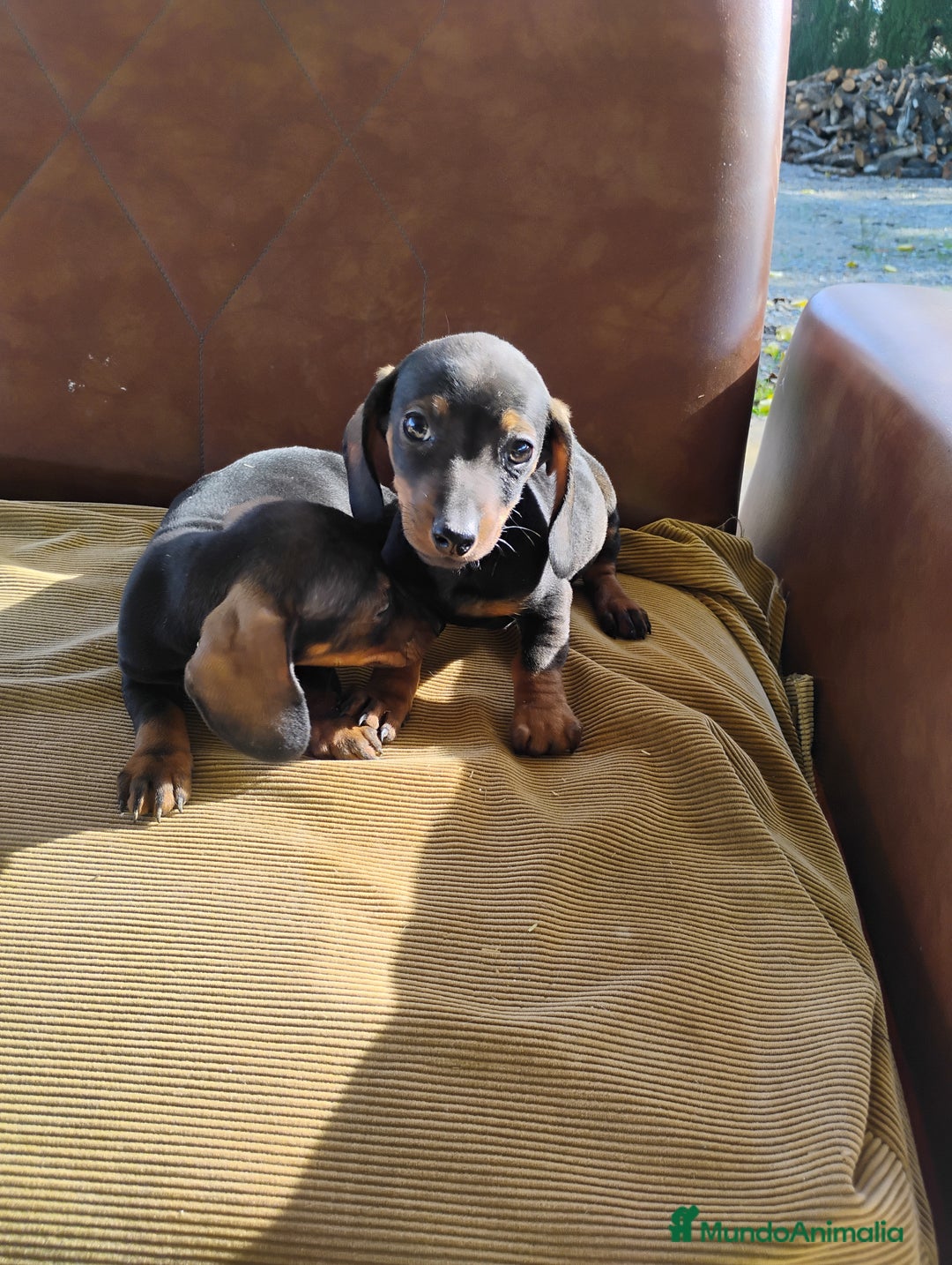 Teckel Miniatura perros en venta: Machos teckel miniatura pelo corto  - Anuncio 6