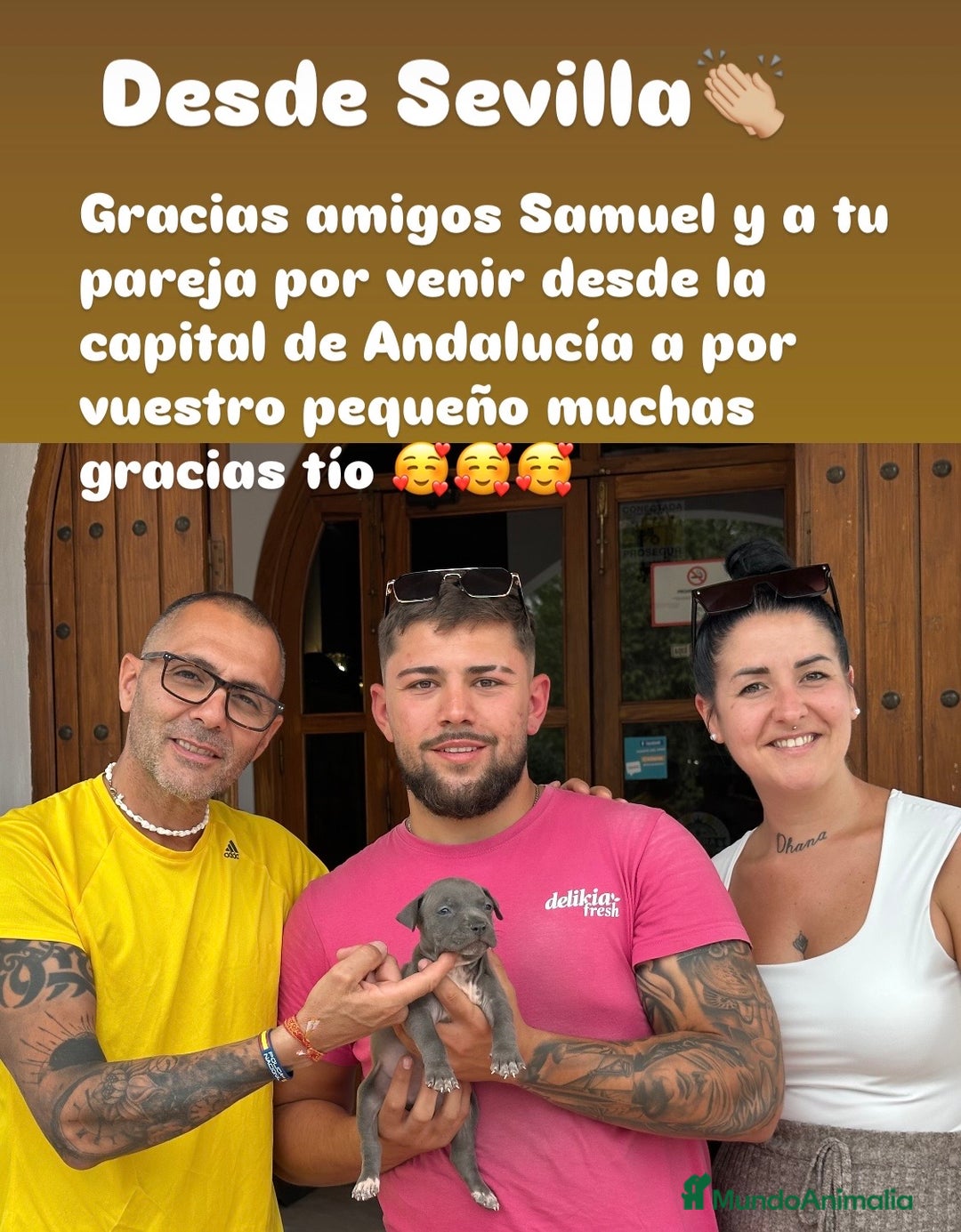 American Staffordshire-Terrier perros en venta: American Stanford, nueva Camada - Anuncio 8