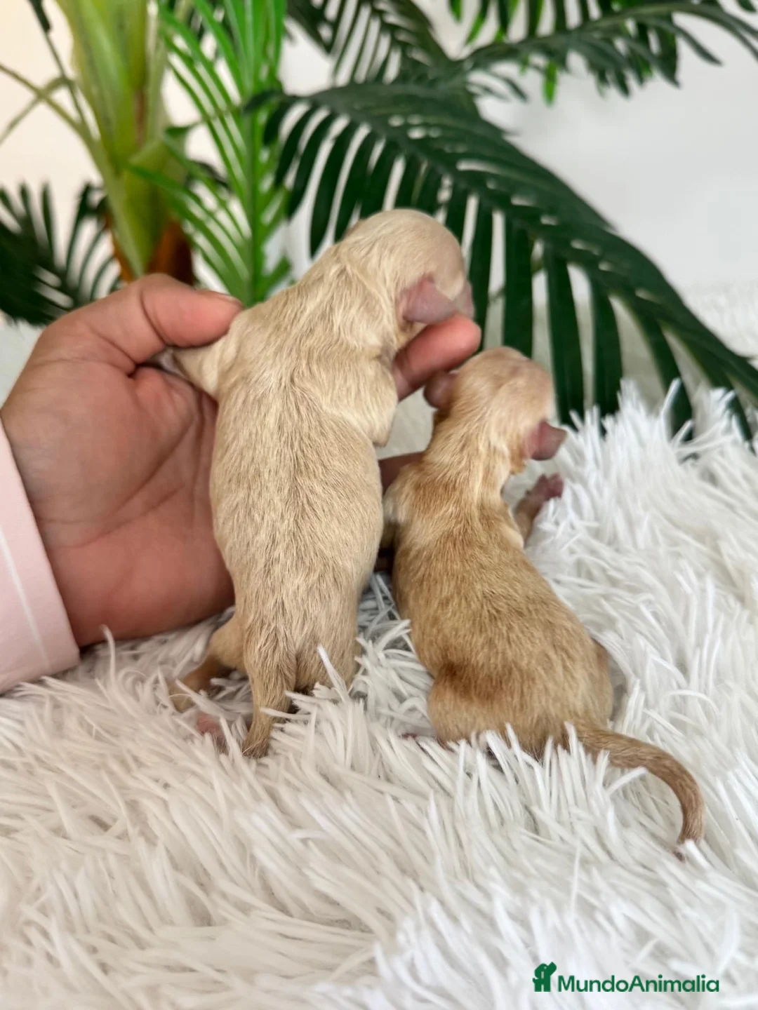 Maltipoo perros en venta: MALTIPOO HEMBRA - Anuncio 8