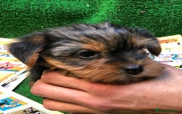 Yorkshire Terrier perros en venta: YORKSHIRE TOY /////////// VALENCIA - Anuncio 5