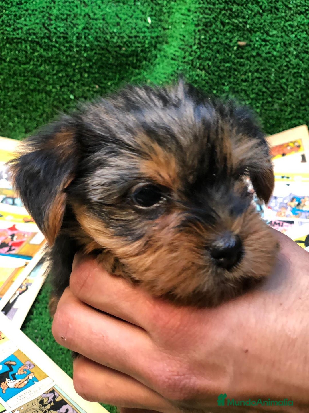 Yorkshire Terrier perros en venta: YORKSHIRE TOY /////////// VALENCIA - Anuncio 5