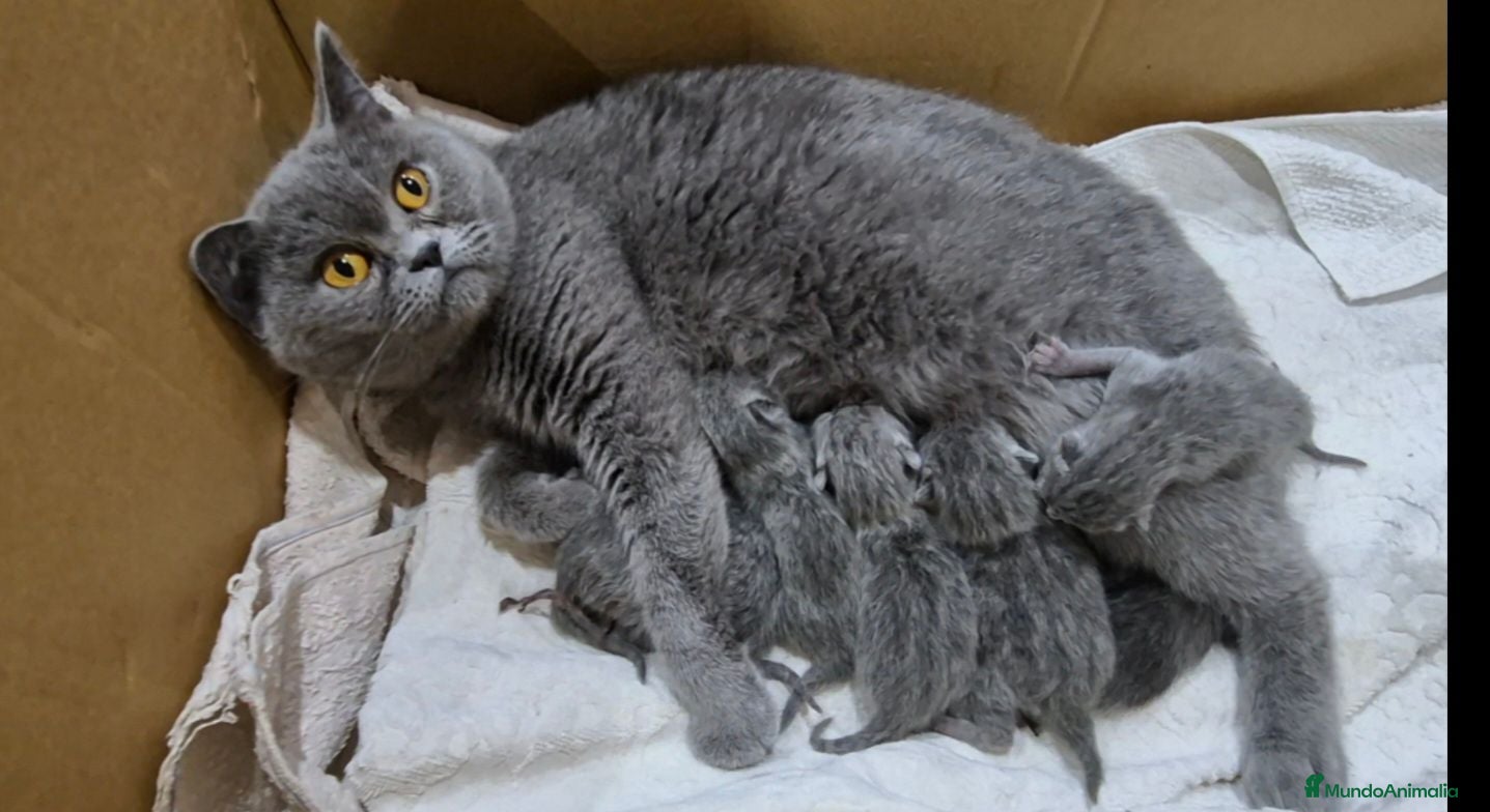 Británico de Pelo Corto gatos Gatos Brithish shorthair  - Anuncio 1