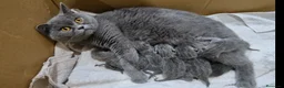 Británico de Pelo Corto gatos en venta: Gatos Brithish shorthair  - Anuncio 1