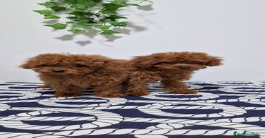 Caniche Toy perros - Propaganda 8