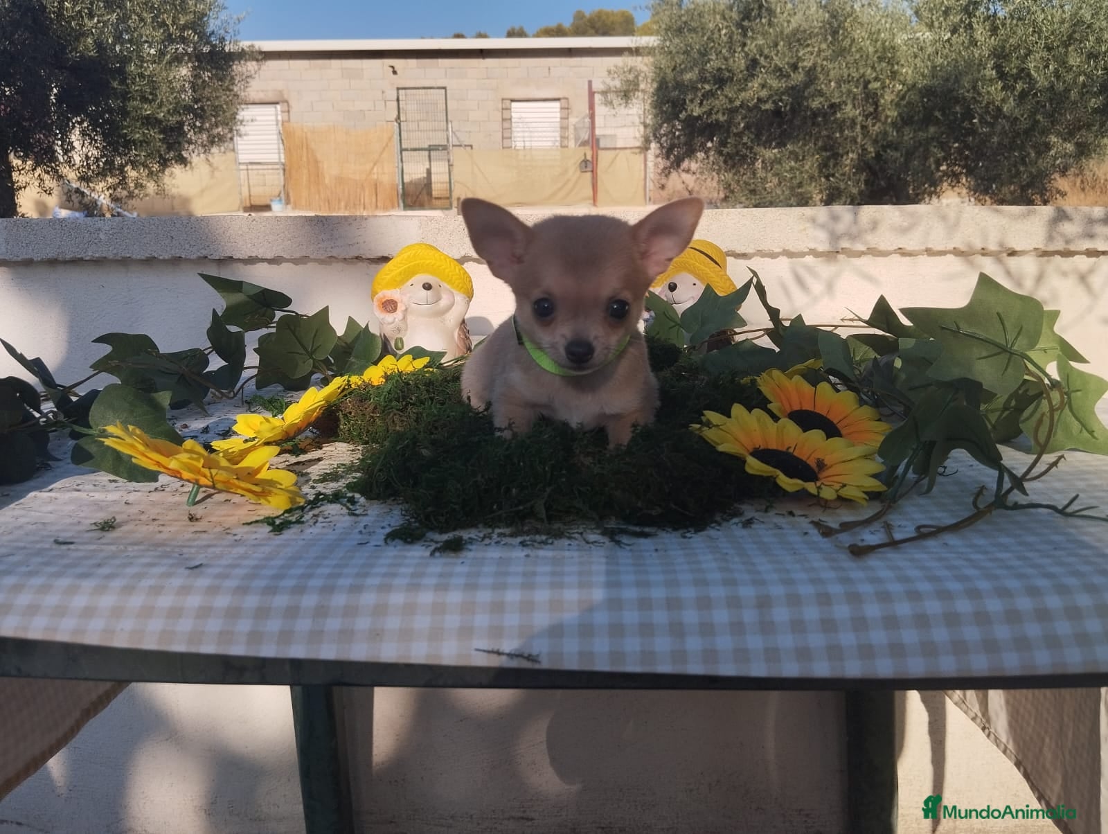 Chihuahua perros Chihuahuas toys - Anuncio 1