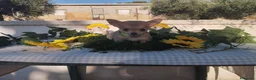 Chihuahua perros en venta: Chihuahuas toys - Anuncio 11