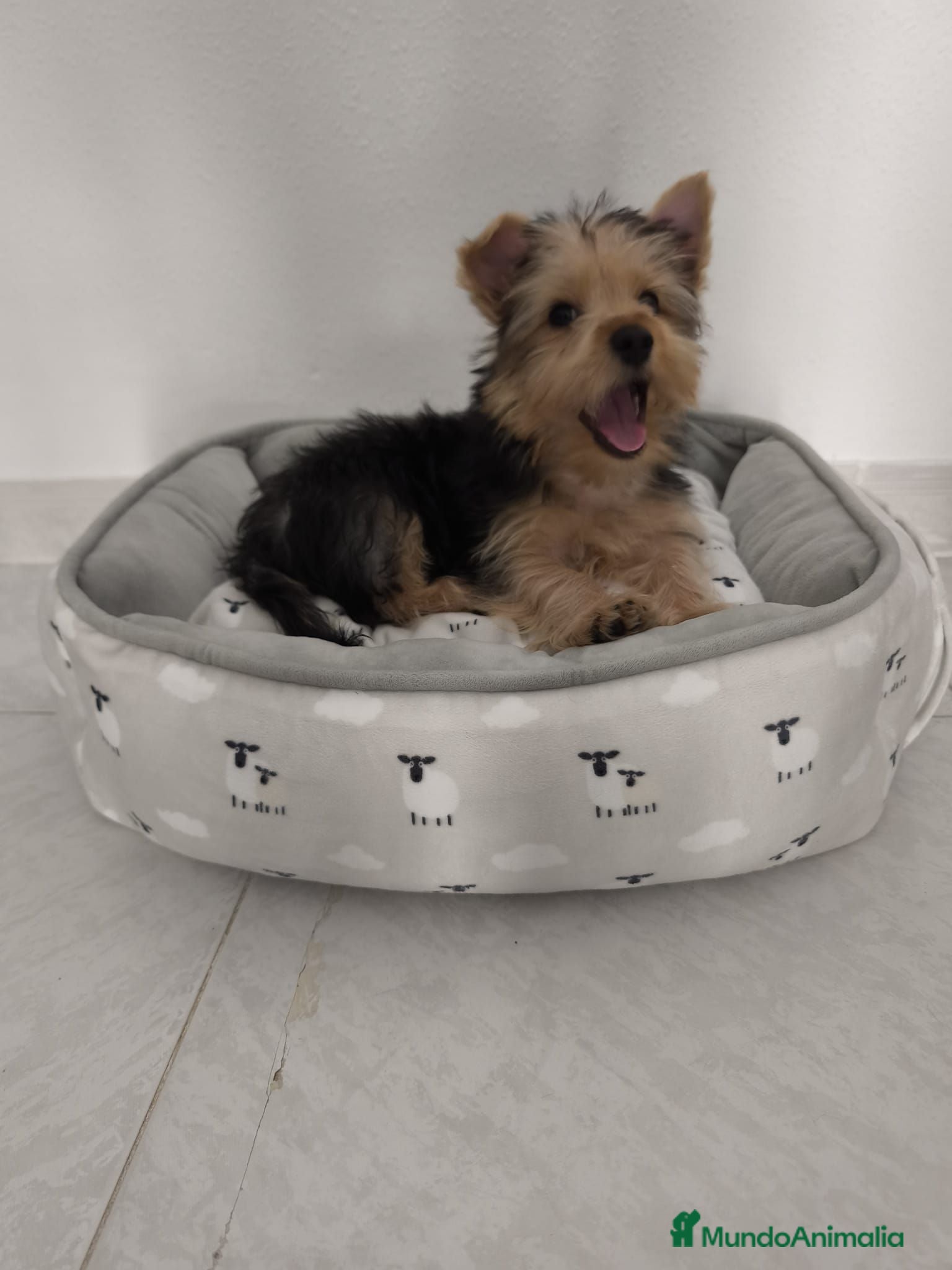 Yorkshire Terrier perros 2 Machitos de Yorkshire económico - Anuncio 1