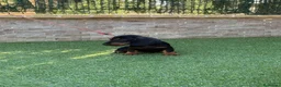 Teckel perros en venta: Cachorro teckel negro y fuego  - Anuncio 2