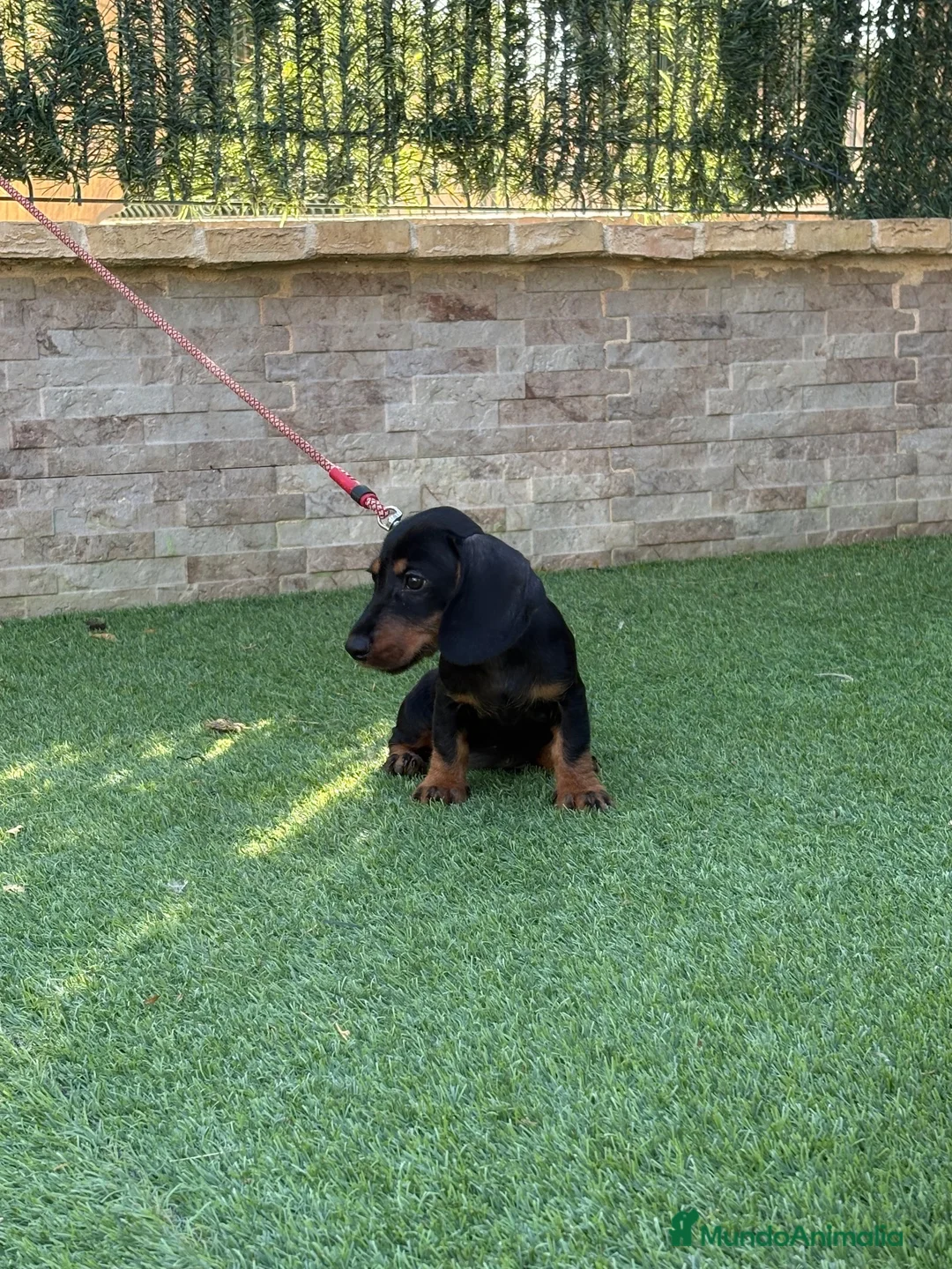 Teckel perros en venta: Cachorro teckel negro y fuego  - Anuncio 2