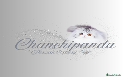 Persa gatos en venta: Gatito macho - Imagen 1