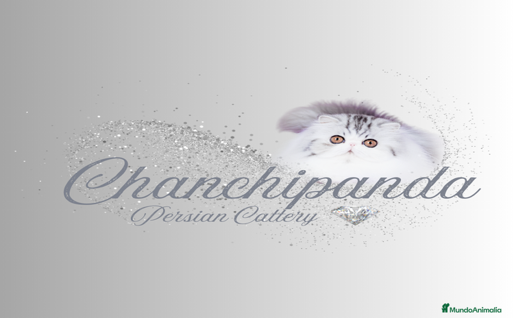 Persa gatos - Anuncio 1