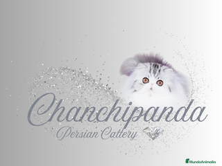 Persa gatos - Anuncio 1