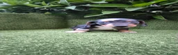 Teckel Miniatura perros en venta: preciosa camada teckel miniatura  - Anuncio 1