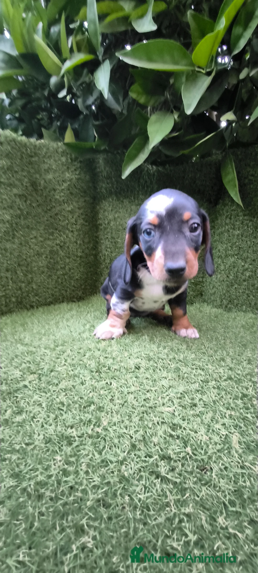 Teckel Miniatura perros en venta: preciosa camada teckel miniatura  - Anuncio 1