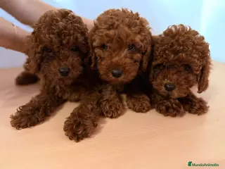 Caniche Toy perros caniche toy - Anuncio 24