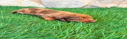 Teckel Miniatura perros en venta: Teckel Miniatura merle chocolate - Anuncio 16