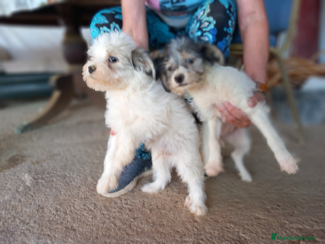 Perro Crestado Chino perros en venta: Camada Crestados Chinos - Imagen 2