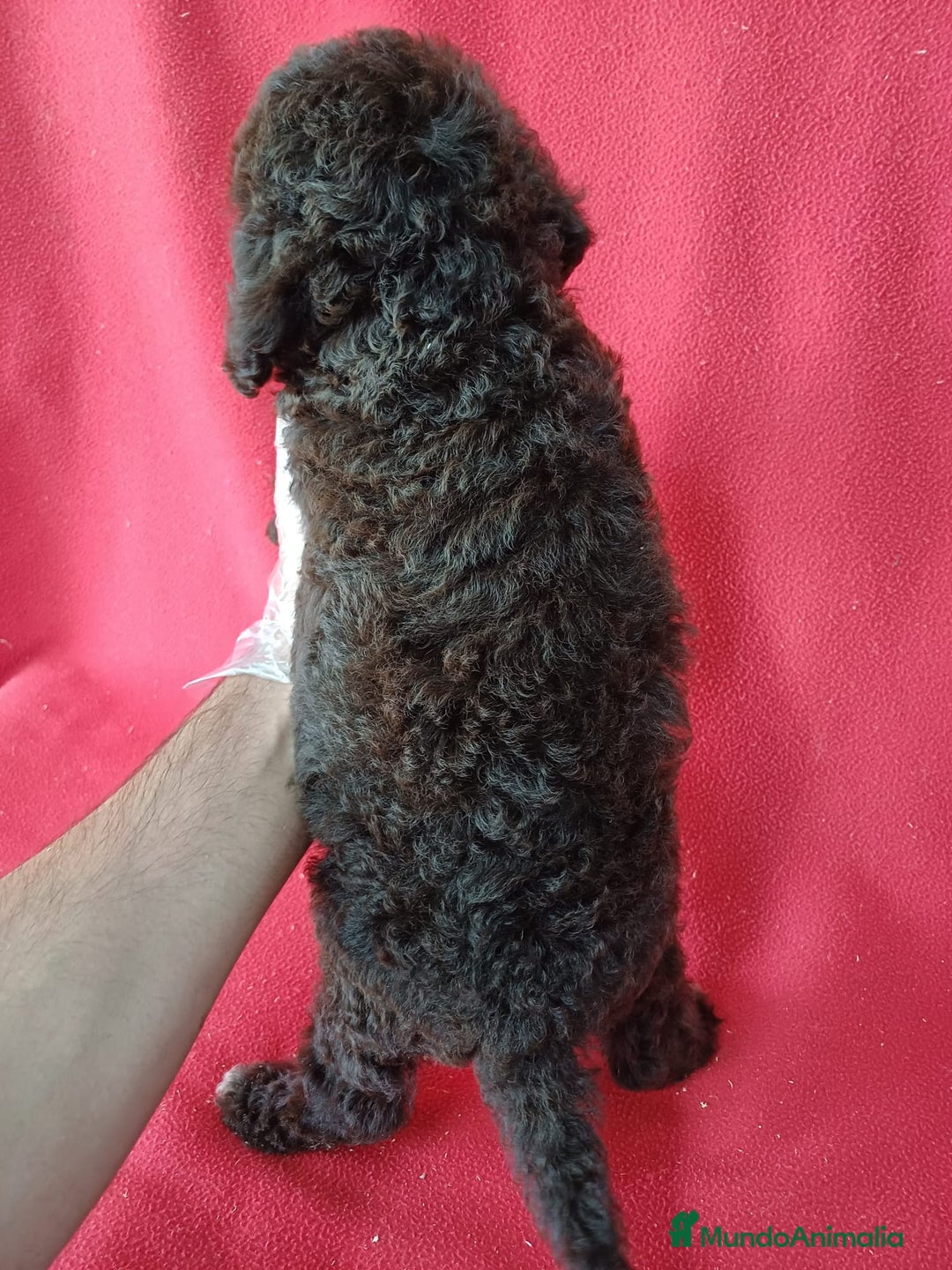 Perro de Agua Español perros en venta: Perro de Agua Español  - Imagen 3
