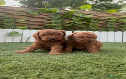 Caniche Toy perros en venta: CANICHE TOY - Imagen 16