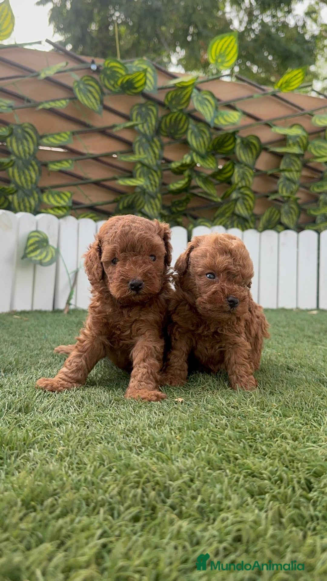 Caniche Toy perros en venta: CANICHE TOY - Imagen 16