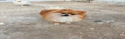 Pomerania perros en venta: Pomerania toy  - Anuncio 5