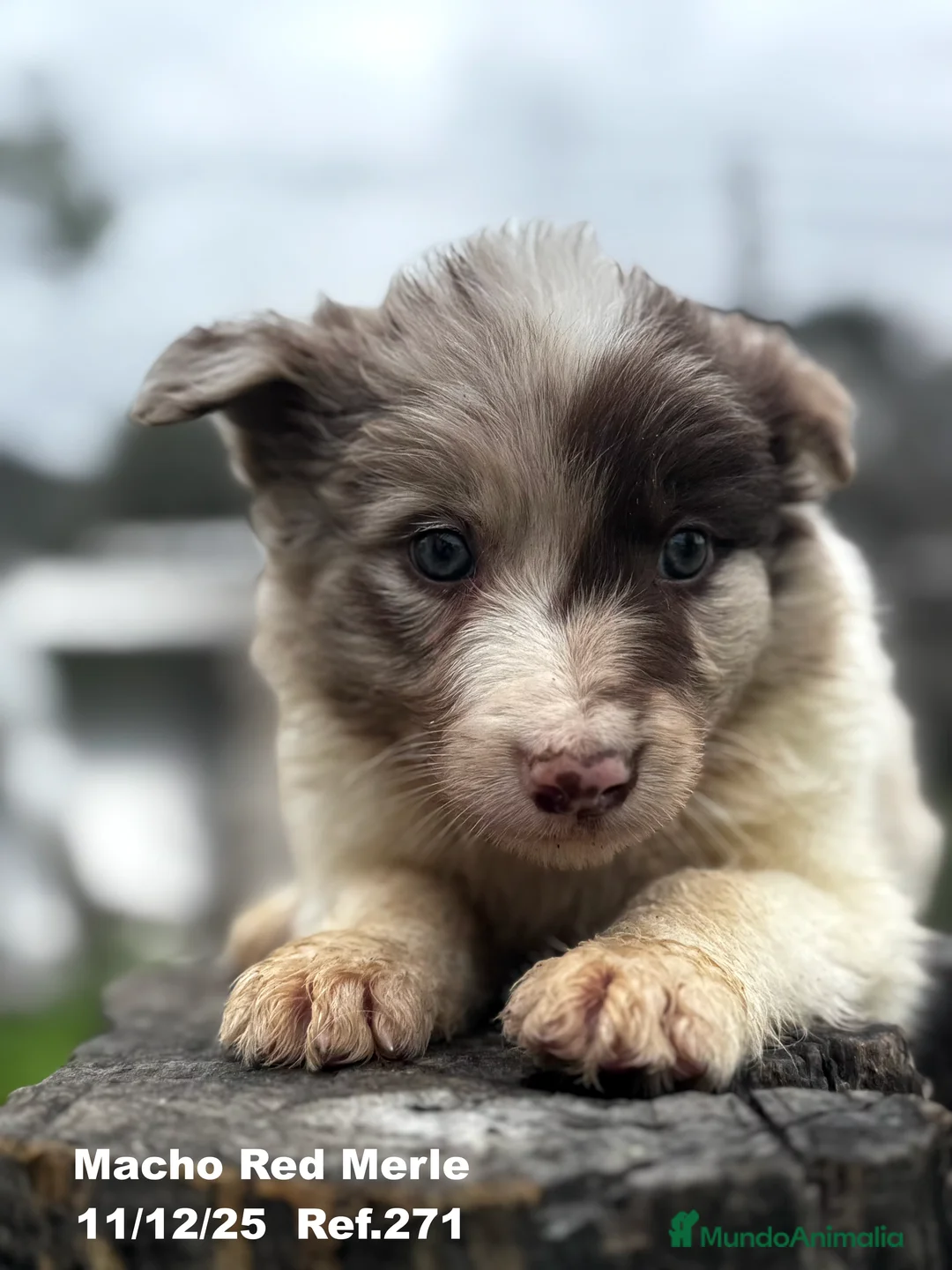 Border Collie perros en venta: BORDER COLLIE - Anuncio 5