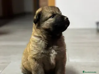 Pastor del Cáucaso perros Pastor del Cáucaso - Anuncio 1