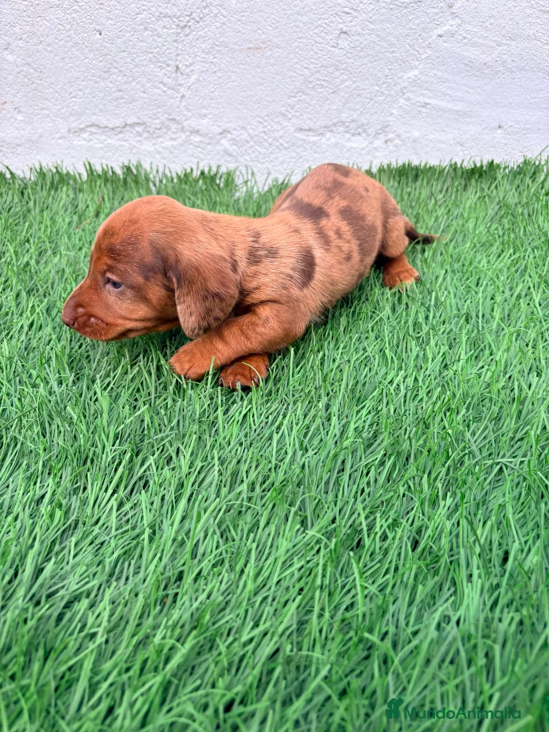 Teckel Miniatura perros en venta: Teckel miniatura merle chocolate  - Anuncio 2