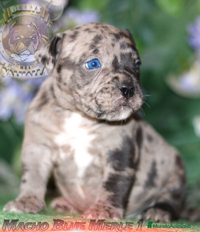 American Bully perros en Sevilla - Anuncio 19