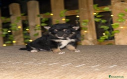 Shiba Inu perros en venta: shiba inu Rojos Y Negros Preciosos  - Anuncio 2